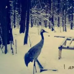 чорнобривці (prod. anticøn)