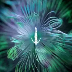 CamelPhat feat. Monolink & Innellea — Shelter