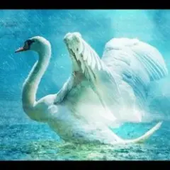 Lacross — Save Me (Swan Lake)