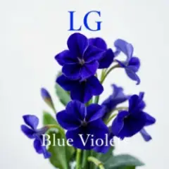 ლურჯი იები-Blue Violets
