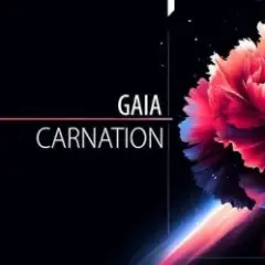 Carnation