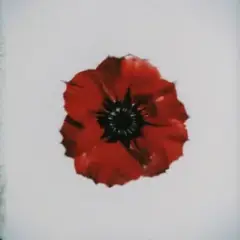 Червоний мак