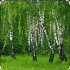 Дмитрий Романов & Инна Улановская — Родные края