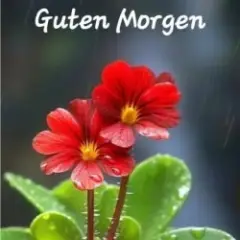 Guten Morgen guten tag