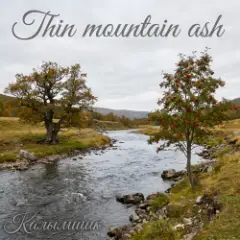 Калымщик — Thin mountain ash