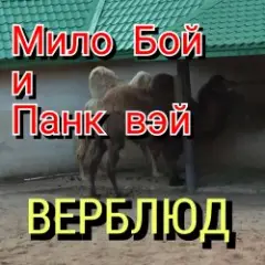 " верблюд "