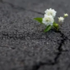 Я цветок