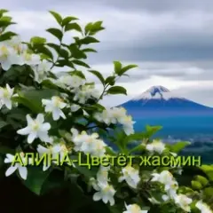 Цветёт жасмин