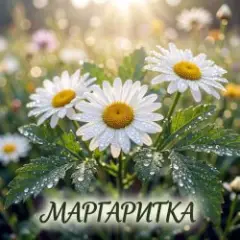 О, Маргаритка
