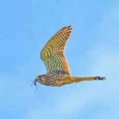 Птица запуталась в мокрых крыльях